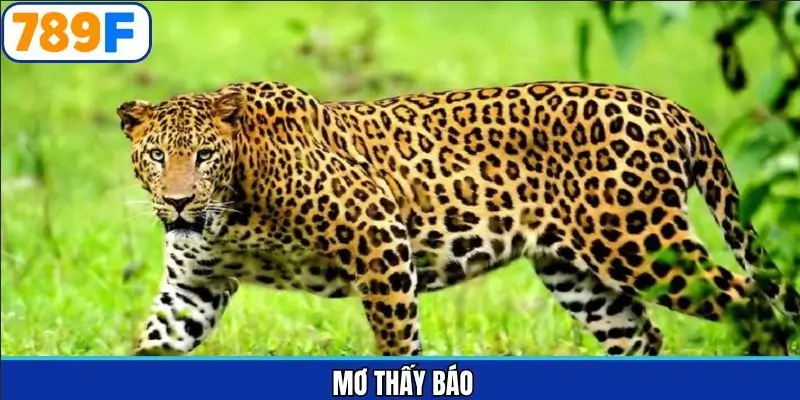 Mơ thấy báo