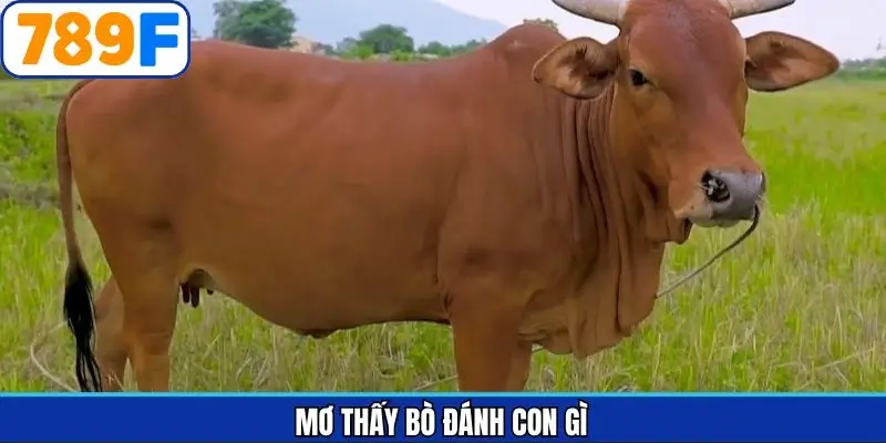 Mơ thấy bò đánh con gì