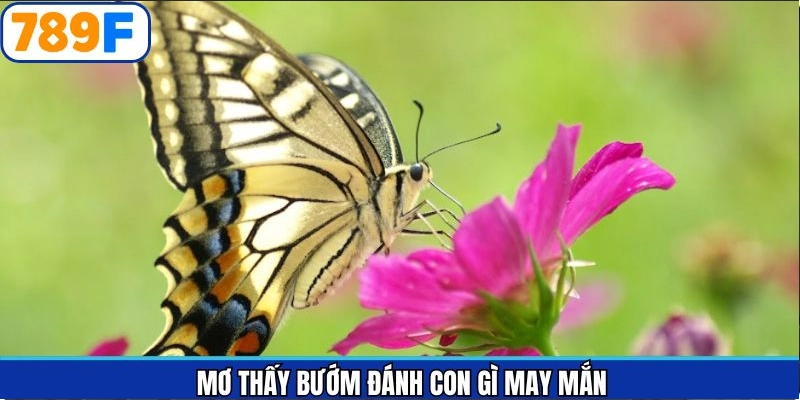 Mơ thấy bướm đánh số gì may mắn