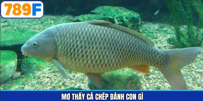 Mơ thấy cá chép đánh con gì