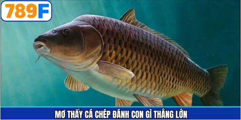 Mơ thấy cá chép và những con số may mắn 