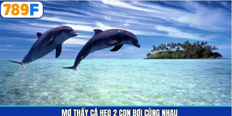 Mơ thấy cá heo đang bơi cùng nhau