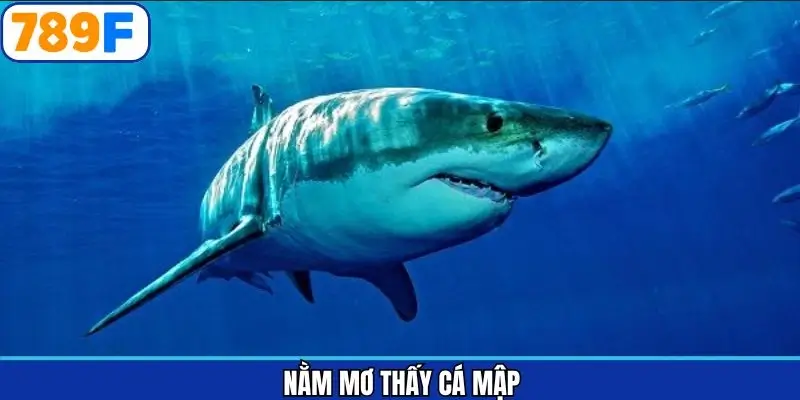 mơ thấy cá mập