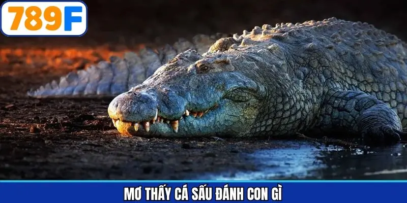 Mơ thấy cá sấu cắn đánh con gì