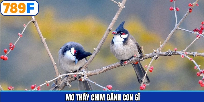 Mơ thấy chim đánh con gì