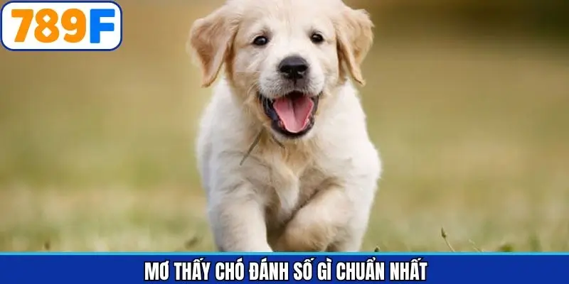 Mơ thấy chó đánh số gì