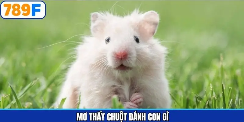 Mơ thấy chuột đánh số gì