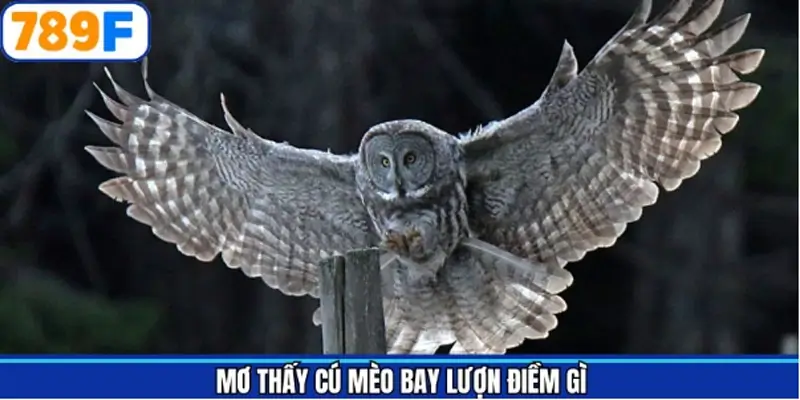 Mơ thấy cú mèo cùng luận giải cực chi tiết