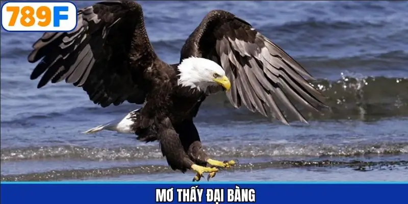 mơ thấy đại bàng