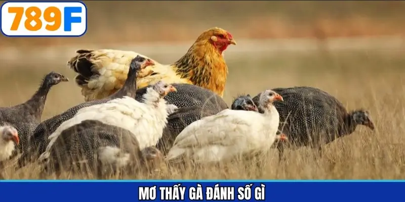 mơ thấy gà đánh số gì