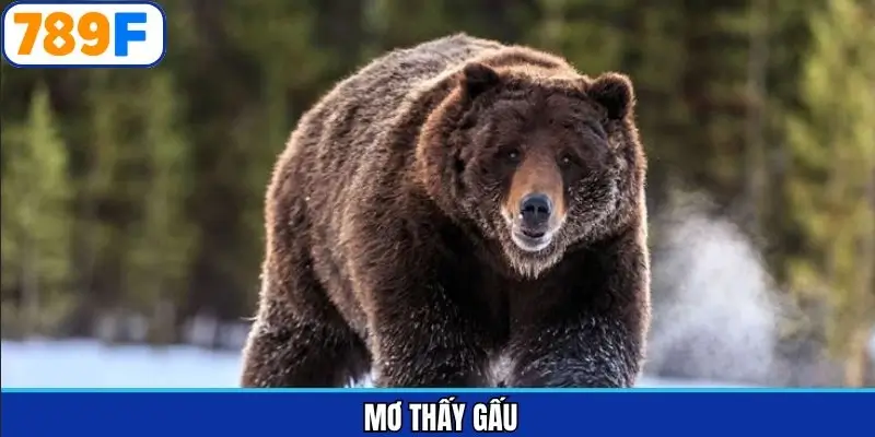Mơ thấy gấu