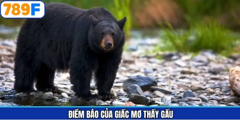 Mơ thấy gấu và những điềm báo về cuộc sống