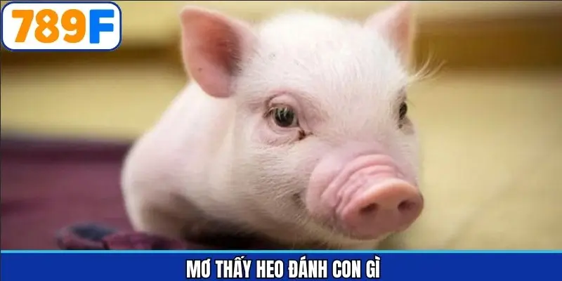 Mơ thấy heo đánh con gì