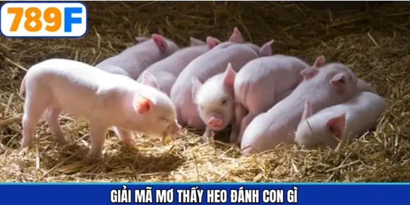 Mơ thấy heo đánh con gì chuẩn dành cho hội viên