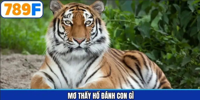 Mơ thấy hổ đánh con gì