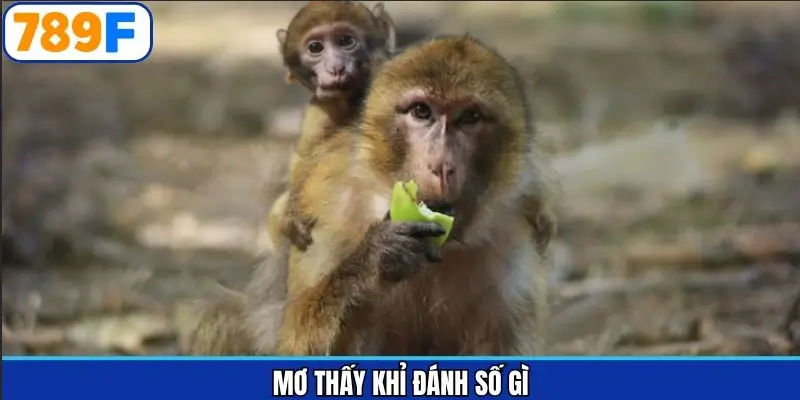 Mơ thấy khỉ đánh số gì