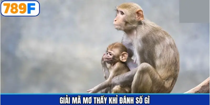 Mơ thấy khỉ đánh số gì may mắn nhất Mơ thấy khỉ đánh số gì may mắn nhất