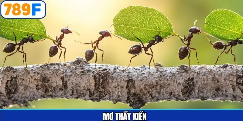 Mơ thấy kiến