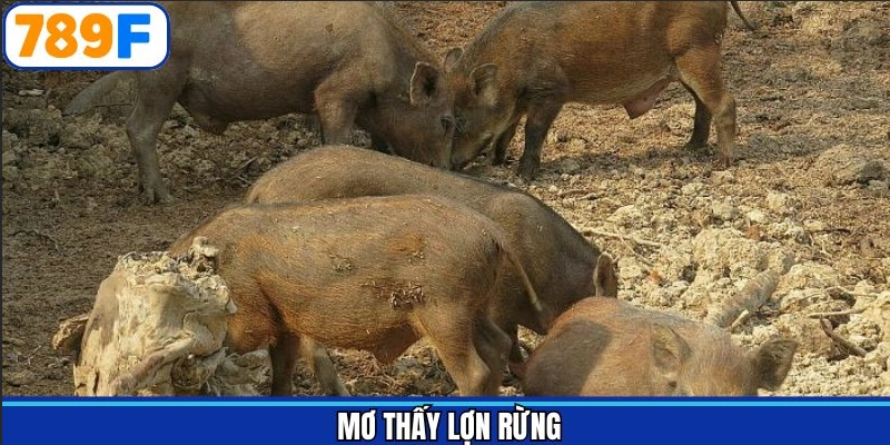 Mơ thấy lợn rừng