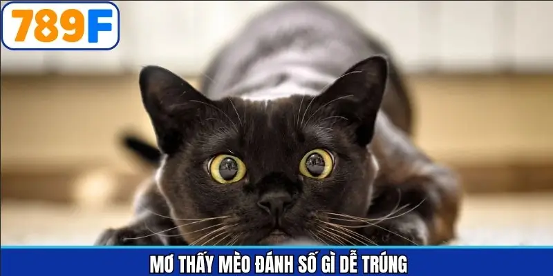 Mơ thấy mèo đánh con gì dễ trúng