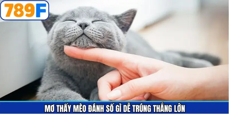 Mơ thấy mèo đánh con gì dễ trúng - Những số tiềm năng