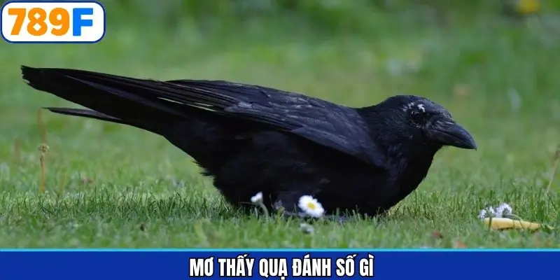 mơ thấy quạ đánh số gì