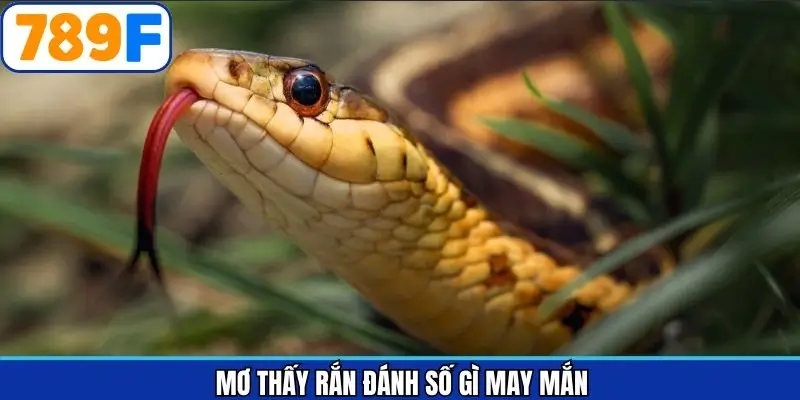 mơ thấy rắn đánh số gì