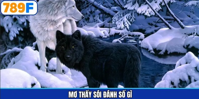 Mơ thấy sói đánh số gì