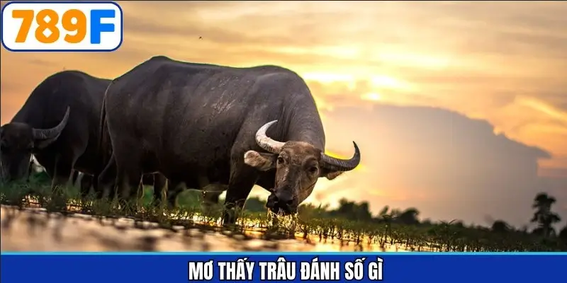 mơ thấy trâu đánh số gì