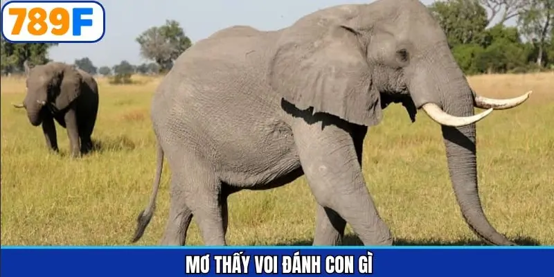 mơ thấy voi đánh con gì