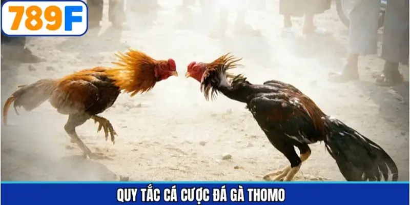 Một số thông tin quan trọng cần biết về luật chơi đá gà Thomo Một số thông tin quan trọng cần biết về luật chơi đá gà Thomo