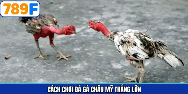 Những cách chơi đá gà châu Mỹ đỉnh cao từ các bậc thầy