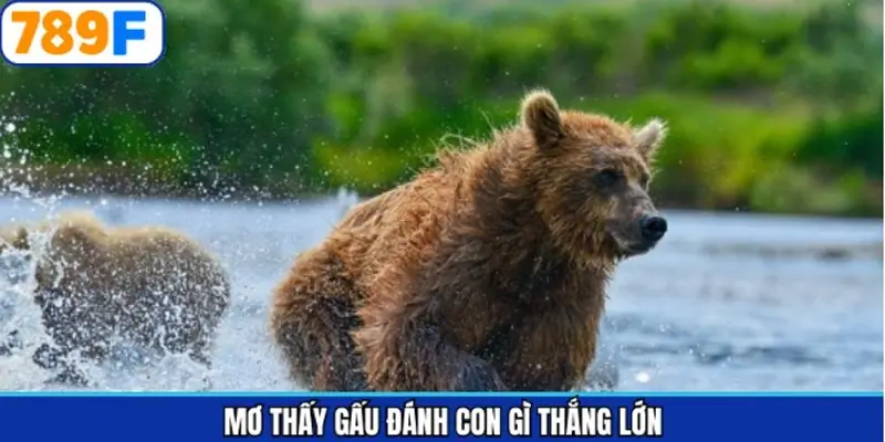 Những con số gắn liền với các trường hợp chiêm bao thấy gấu