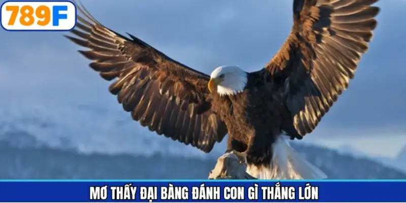 Những con số may mắn khi chiêm bao gặp chim ưng