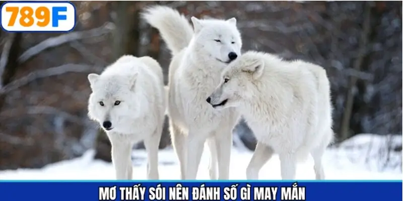 Những con số may mắn liên quan đến sói Những con số may mắn liên quan đến sói