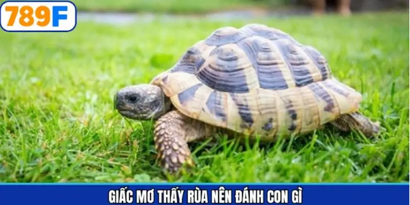 Những con số may mắn nên thử khi chiêm bao về rùa Những con số may mắn nên thử khi chiêm bao về rùa