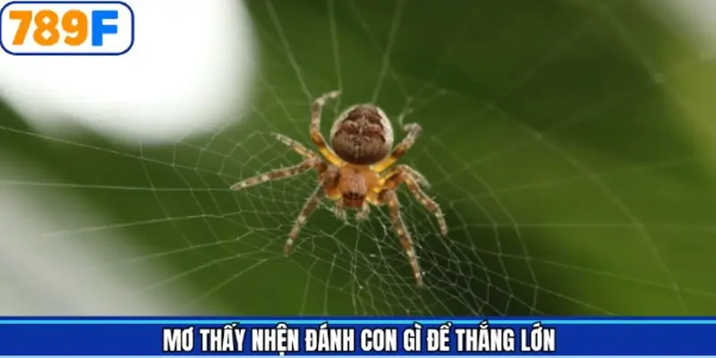 Những con số nên đánh khi mộng gặp nhện Những con số nên đánh khi mộng gặp nhện