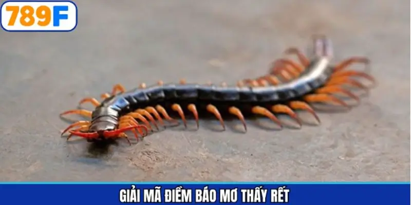 Những điềm báo quan trọng về giấc mộng thấy rết Những điềm báo quan trọng về giấc mộng thấy rết