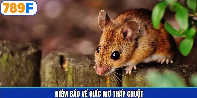 Những số được tổng hợp khi mơ thấy chuột đánh con gì