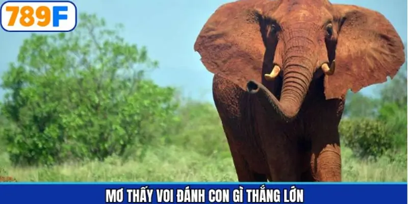 Những số may mắn khi mơ thấy voi đánh con gì