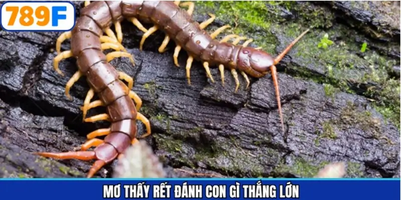 Những trường hợp mơ thấy rết và các con số liên quan Những trường hợp mơ thấy rết và các con số liên quan