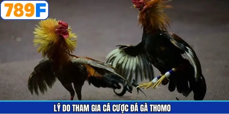 Những ưu điểm làm nên sức hút cho loại hình chọi kê đình đám Những ưu điểm làm nên sức hút cho loại hình chọi kê đình đám