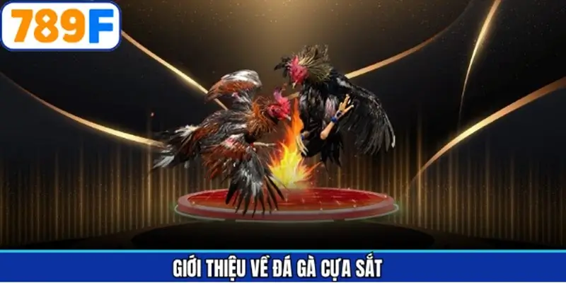 Nội dung sơ lược về hình thức chọi kê cựa sắt