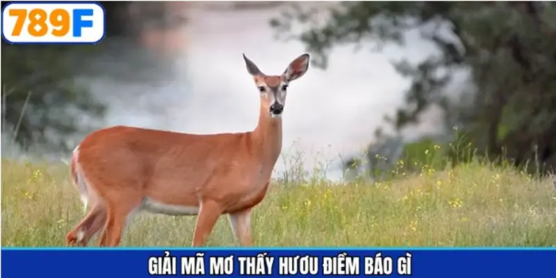 Phân tích những trường hợp ngủ mơ thấy hươu