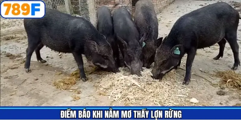 Phân tích ý nghĩa cụ thể mơ thấy lợn rừng Phân tích ý nghĩa cụ thể mơ thấy lợn rừng