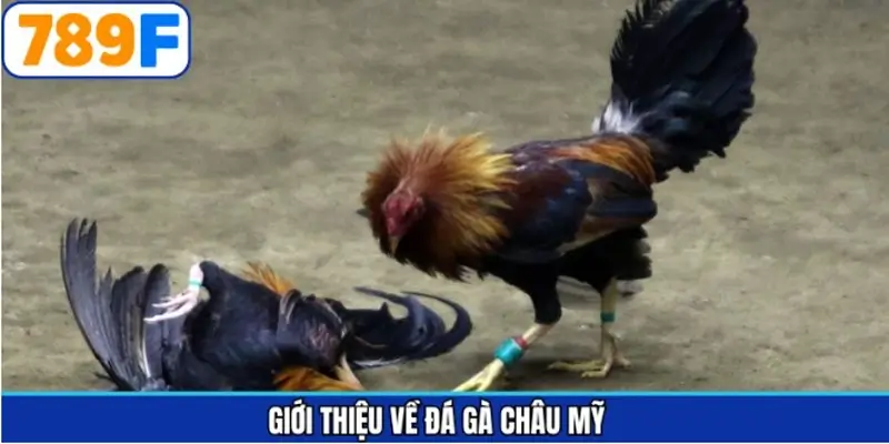 Sơ lược về chọi kê châu Mỹ