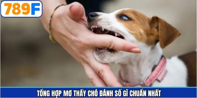 Giải đáp mơ thấy chó đánh số gì chuẩn nhất từng tình huống