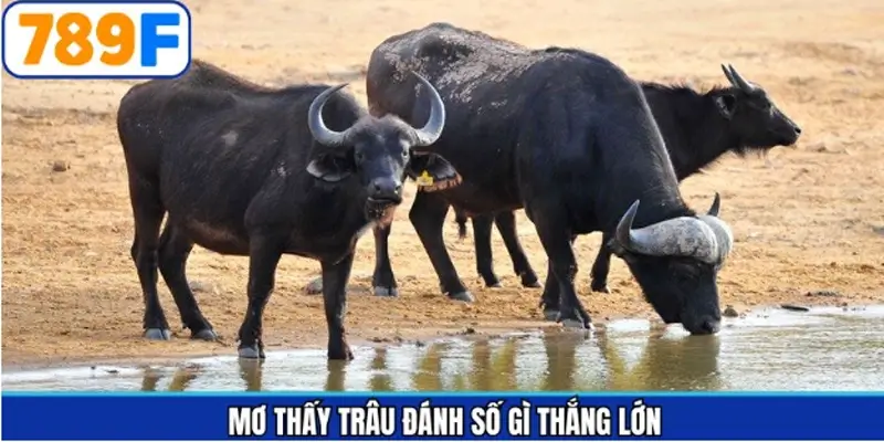 Số may mắn nên đánh tại 789F khi chiêm bao thấy trâu