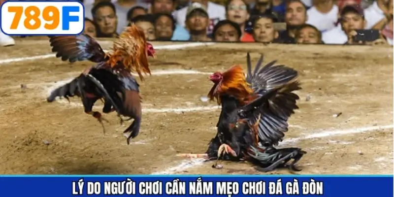 Sự cần thiết của việc trang bị mẹo chơi chọi kê đòn hiệu quả Sự cần thiết của việc trang bị mẹo chơi chọi kê đòn hiệu quả