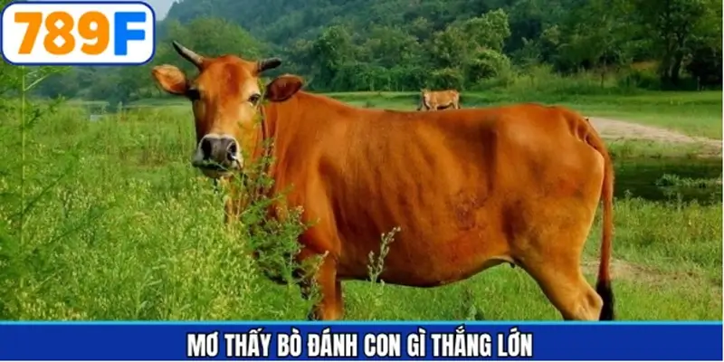 Tập hợp số tiềm năng khi mơ thấy bò đánh con gì